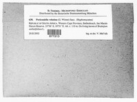 Image of Zasmidium velutinum
